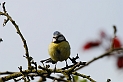 Blue tit - J
